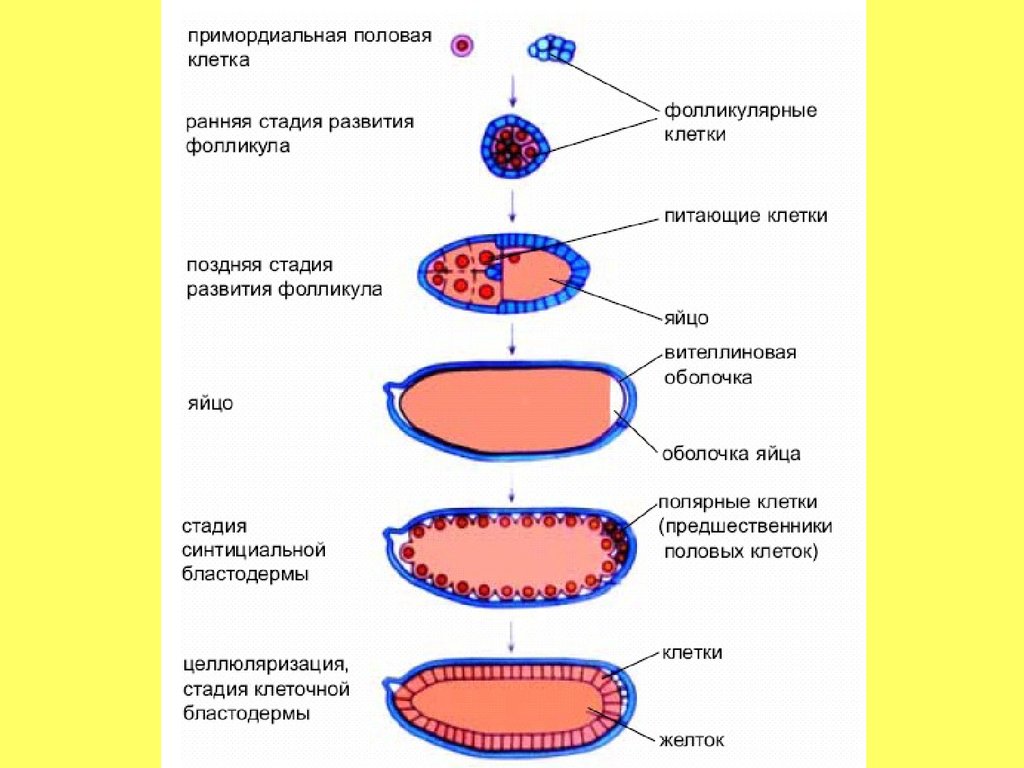 Где происходит созревание яйцеклеток. Изучите фазы созревания яйцеклетки. Стадии развития клетки. Этапы эволюции клетки. Стадия созревания клетки.