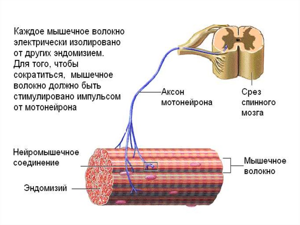 3 типы мышечных волокон