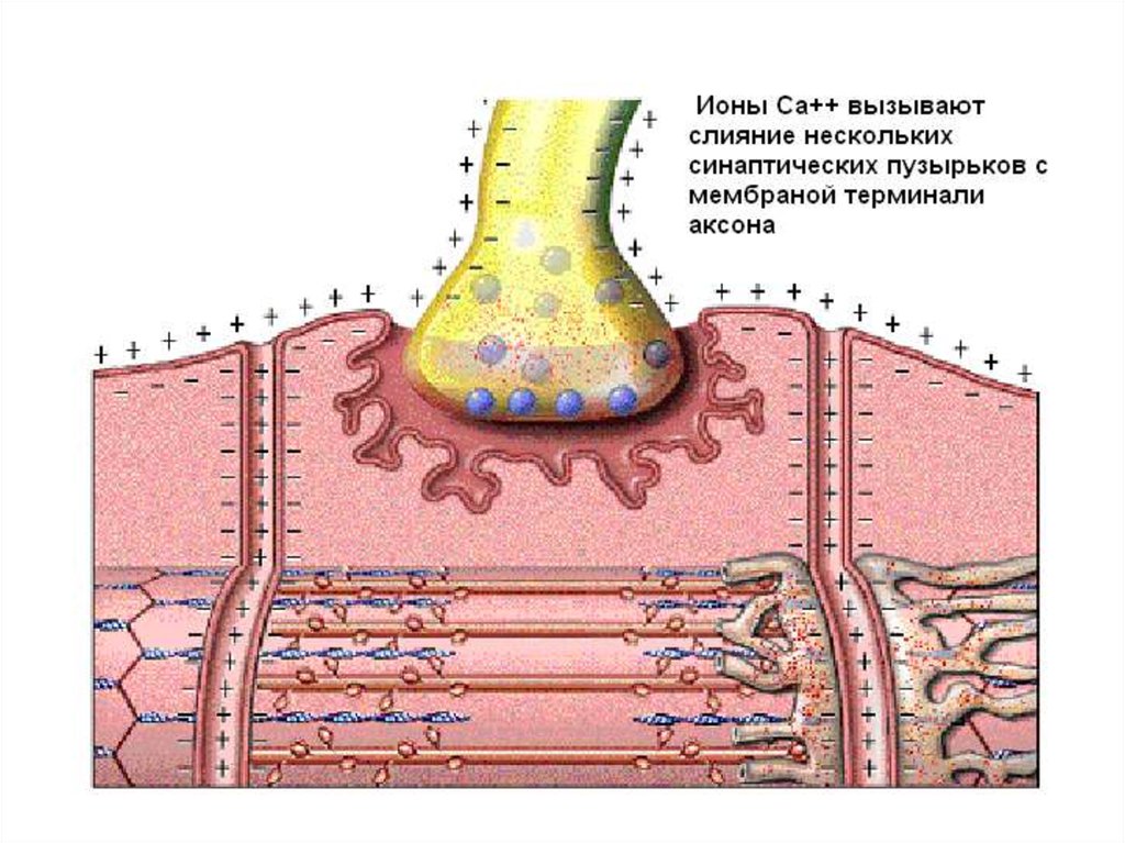 Нервно мышечный синапс передача. Нервно-мышечный синапс физиология. Мионевральный синапс. Нервно мышечное соединение синапс. Химический синапс мионевральный.