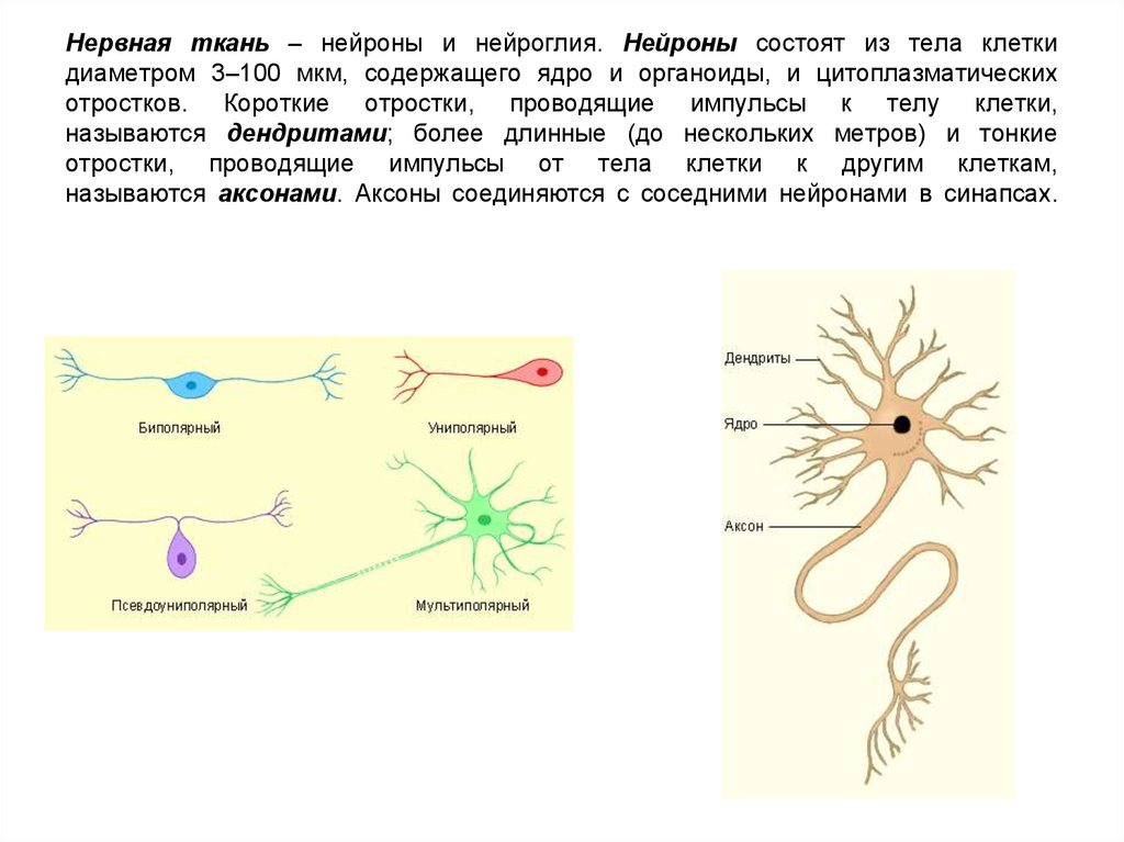 Основные особенности нервной клетки