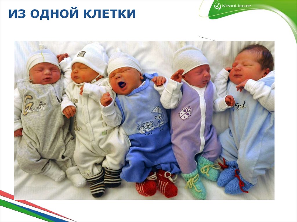 ИЗ ОДНОЙ КЛЕТКИ