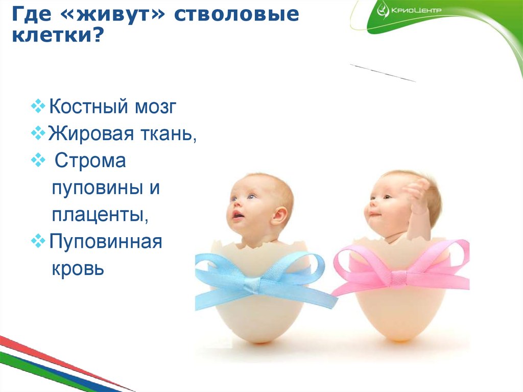 Где «живут» стволовые клетки?