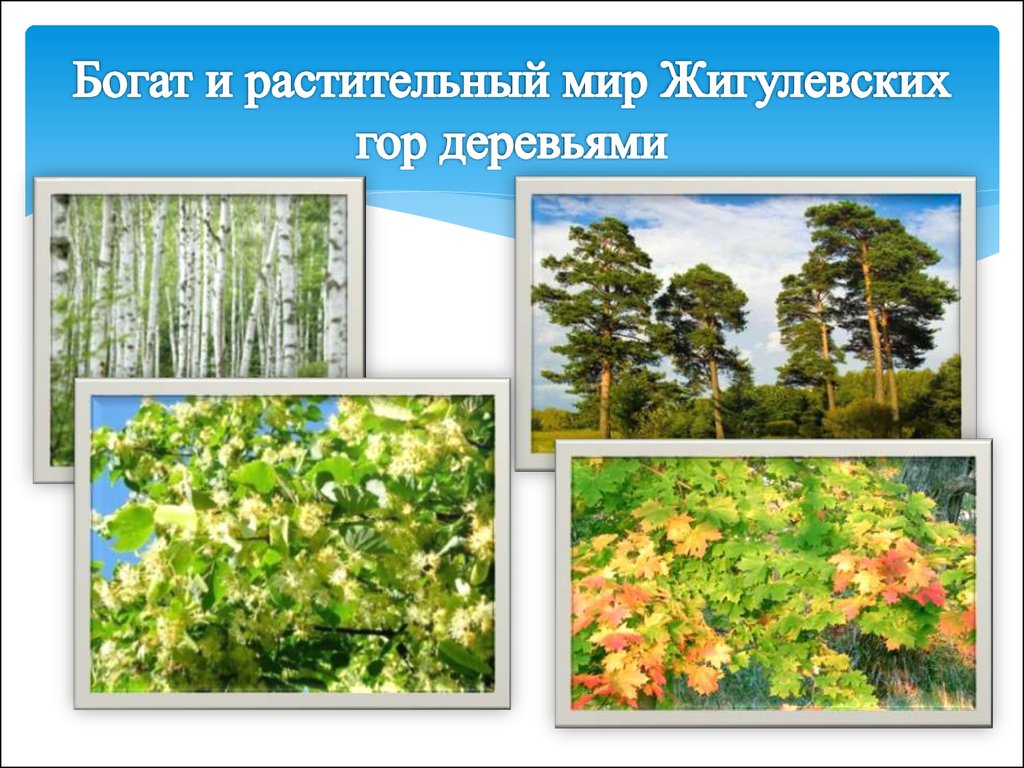 Темы недели растительный мир. Растительный мир Самарской области. Растительный мир Тольятти. Растительность в Тольятти. Растительный мир Самарской Луки.