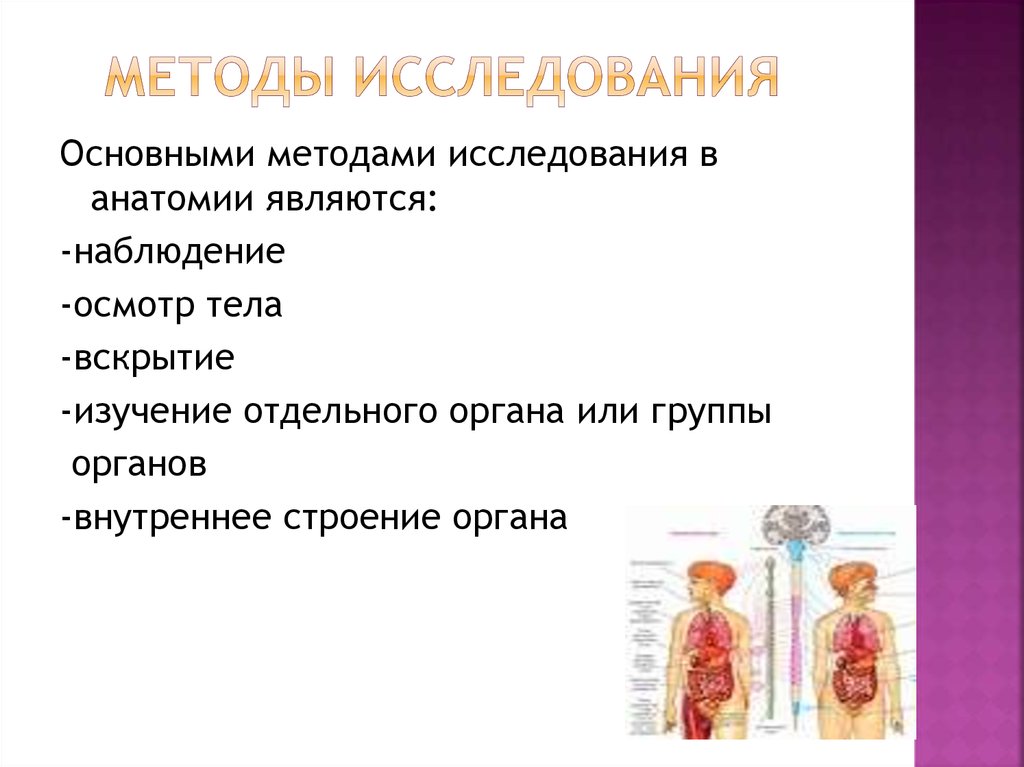 Методы исследования человека. Основные методы исследования в анатомии. Методы анатомического исследования. Основной метод исследования в анатомии. Современные методы исследования в анатомии.