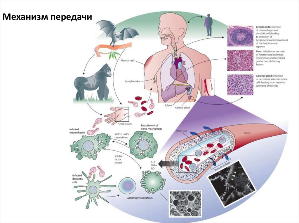 Эбола 2 коды