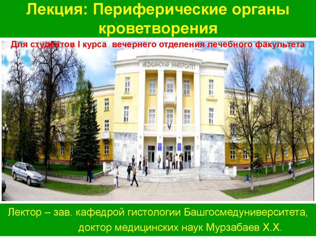 Периферические органы кроветворения - презентация онлайн