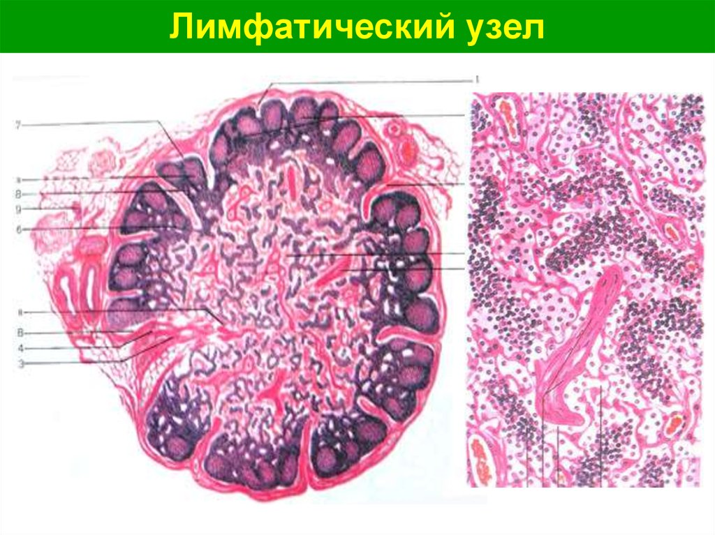 Лимфатический узел гистология рисунок с подписями