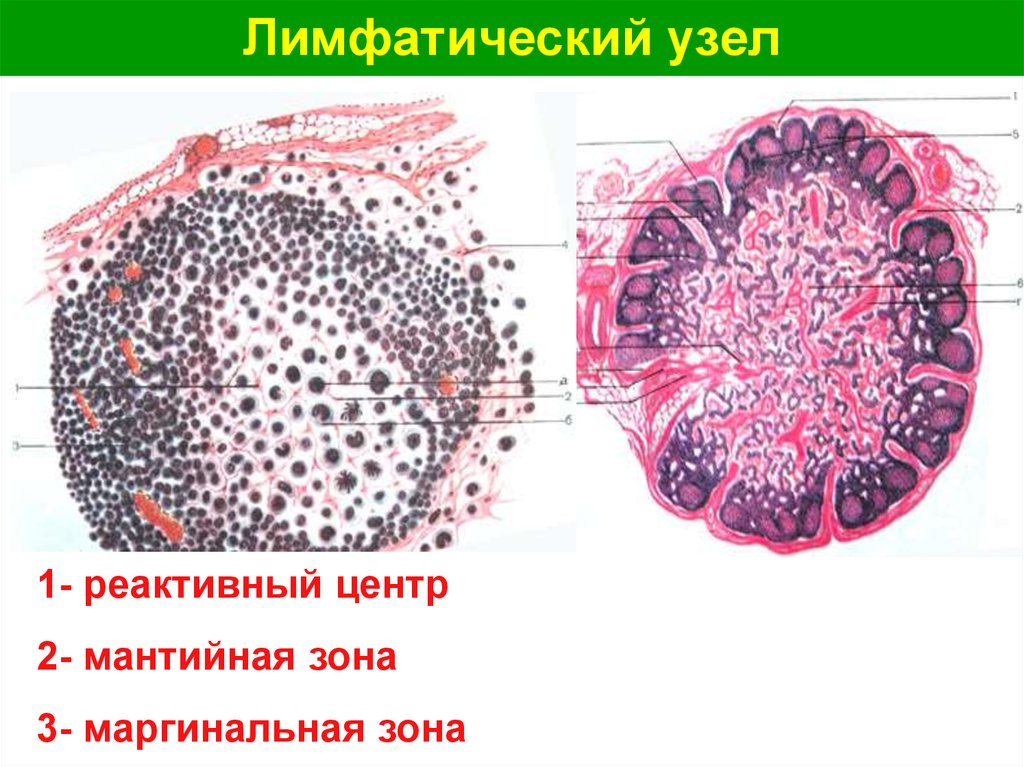 Лимфоузел гистология рисунок