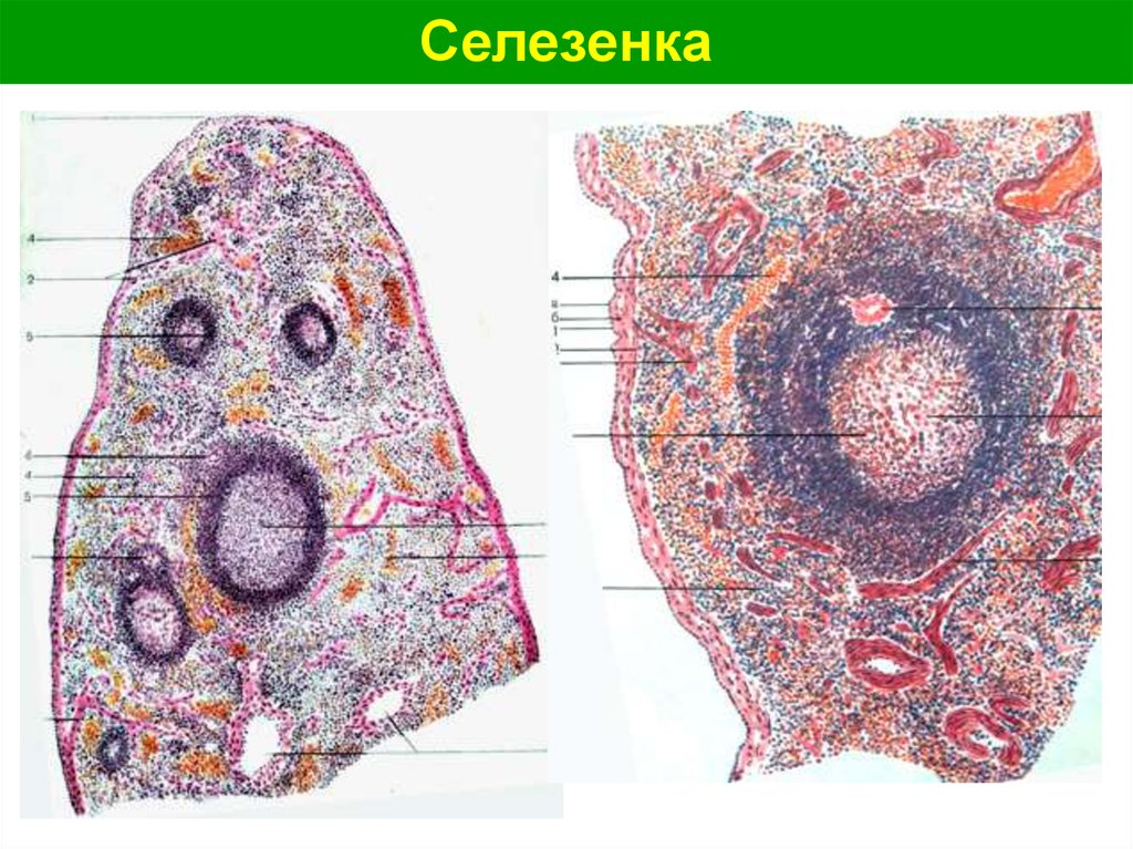 Селезенка рисунок гистология