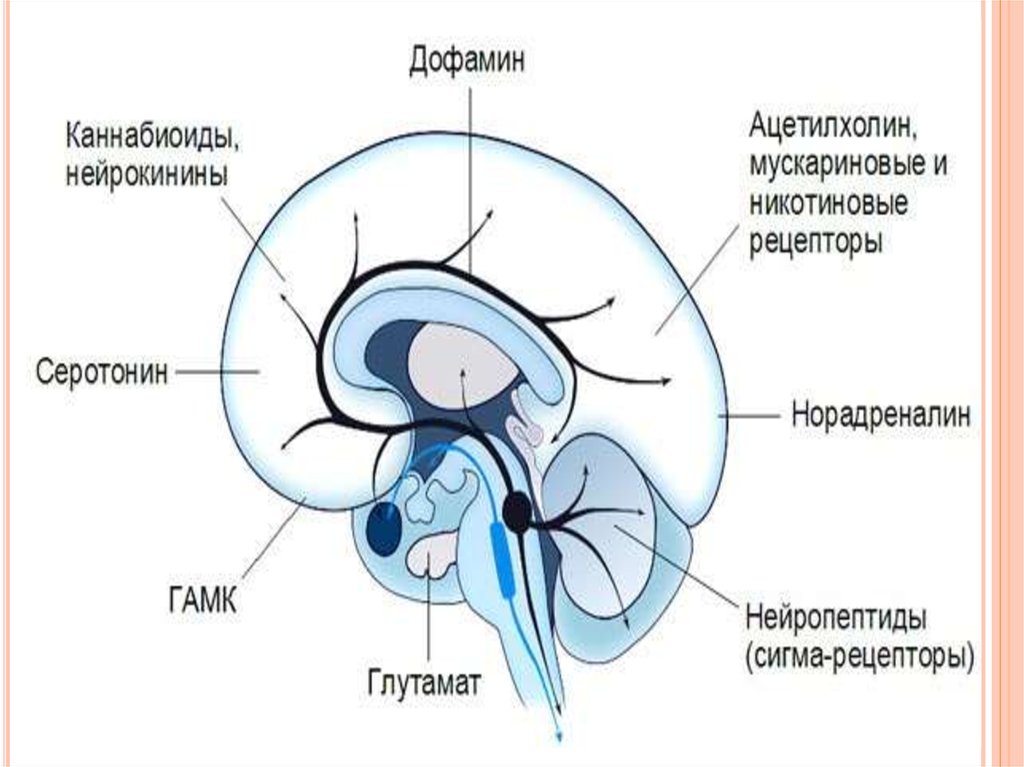 Рецепторы головного мозга. Влияние дофамина на ЦНС. Влияние дофамина на мозг. Распределение серотонина в структурах мозга. Дофамин действие на организм.