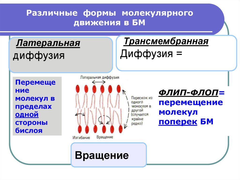 Физические свойства мембран