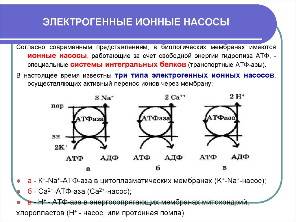 Энергия мембраны. Электрогенные ионные насосы. Ионные насосы и их функции. Ионный насос схема. Ионные насосы их разновидности.