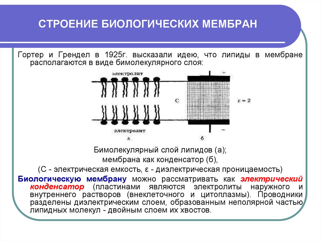 Биологическое строение. Бимолекулярный слой липидов функции. Структура липидного слоя биологических мембран. Строение биологической мембраны. Мембрана конденсатор.