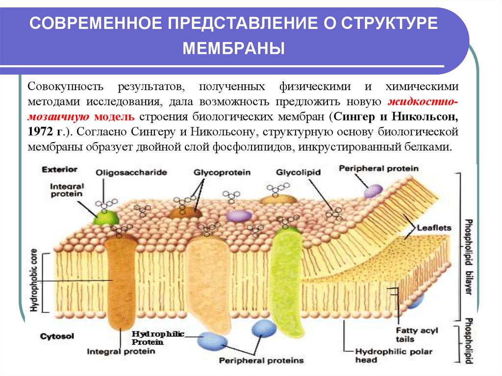 Современное представление о строении. Современные представления о структуре биологических мембран. Схема строения биологической мембраны биохимия. Химический состав биологических мембран. Структурная организация биологических мембран. Основные.