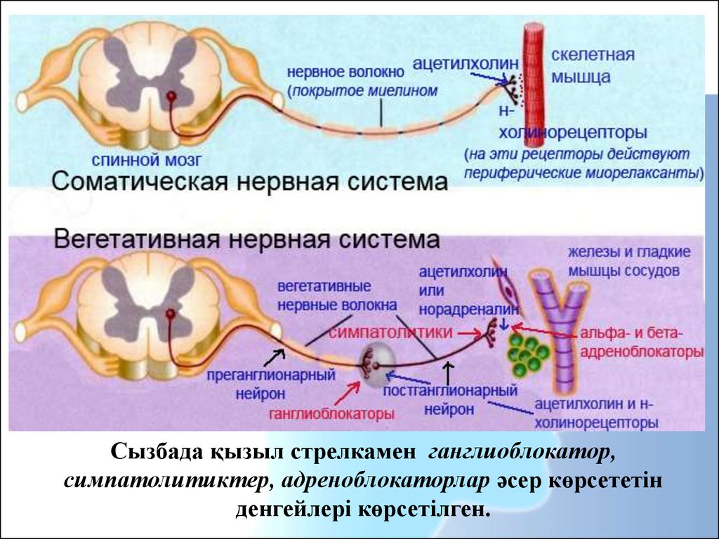 Соматическая нервная система функции. Нервная система соматическая и вегетативная схема. Зарисовка соматическая и вегетативная нервная система. Строение и функции соматической и вегетативной нервной системы. Нервные волокна соматической нервной системы.