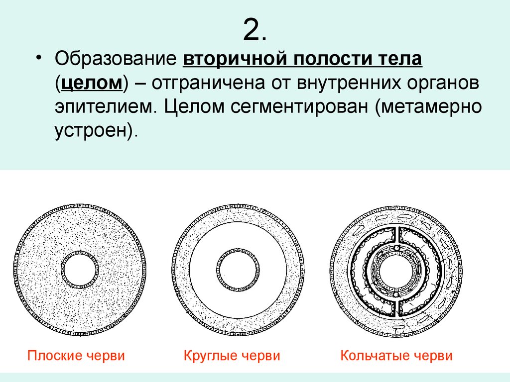 2 полость тела. Полости тела первичная вторичная смешанная таблица. Кольчатые черви первичная полость тела. Схема полость тела первичная и вторичная. Вторичная полость тела целом.