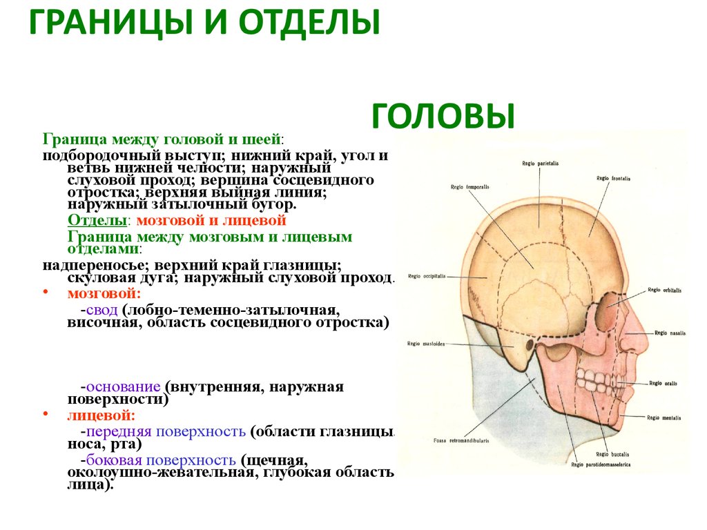 Схема кренлейна брюсовой топографическая анатомия