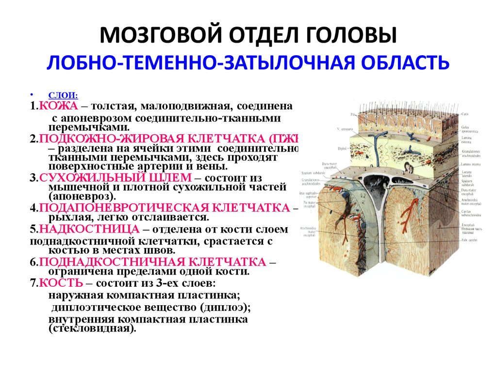 Презентация топографическая анатомия мозгового отдела головы