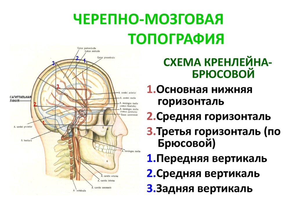 Топографическая анатомия головы