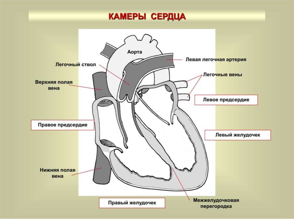 Слои предсердия. Схема камеры клапаны строение стенки сердца. Сердце схема камеры сосуды клапаны. Сердце-строение: камеры, клапаны и стенки сердца. Камеры сердца человека анатомия схема.