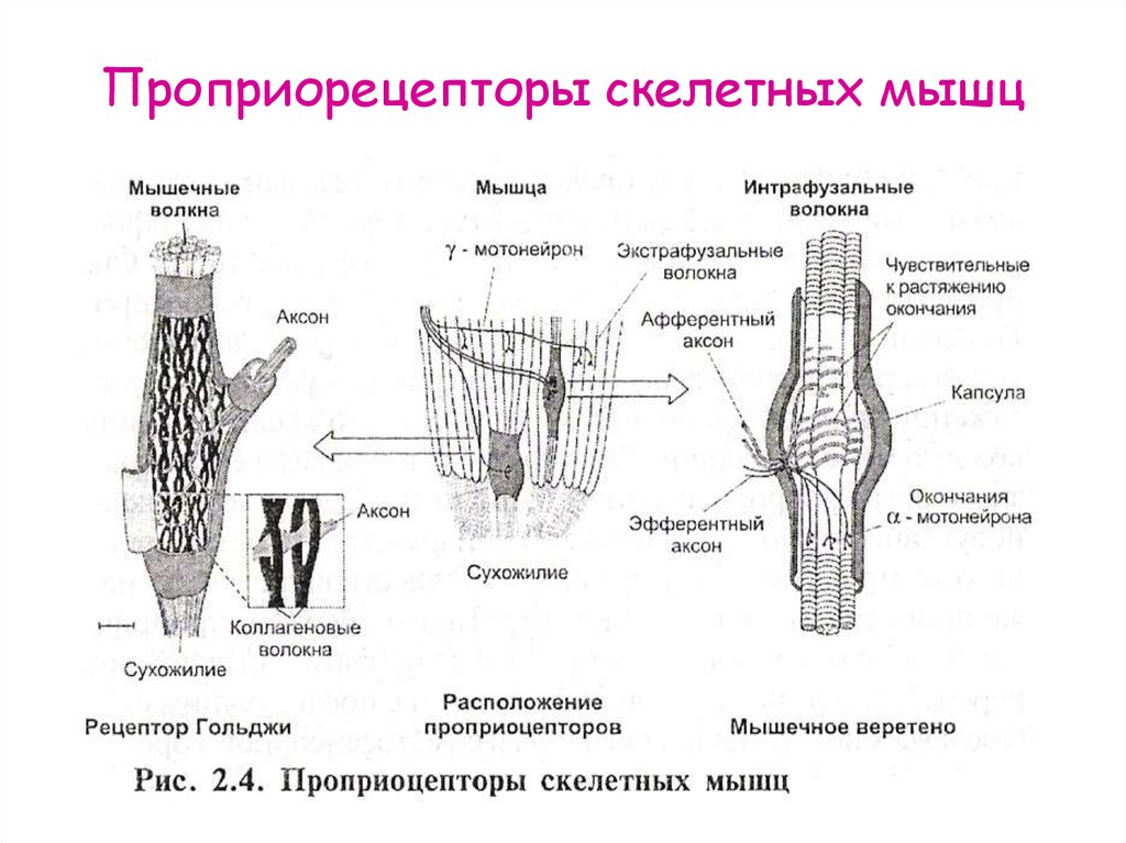 Тактильный анализатор физиология схема