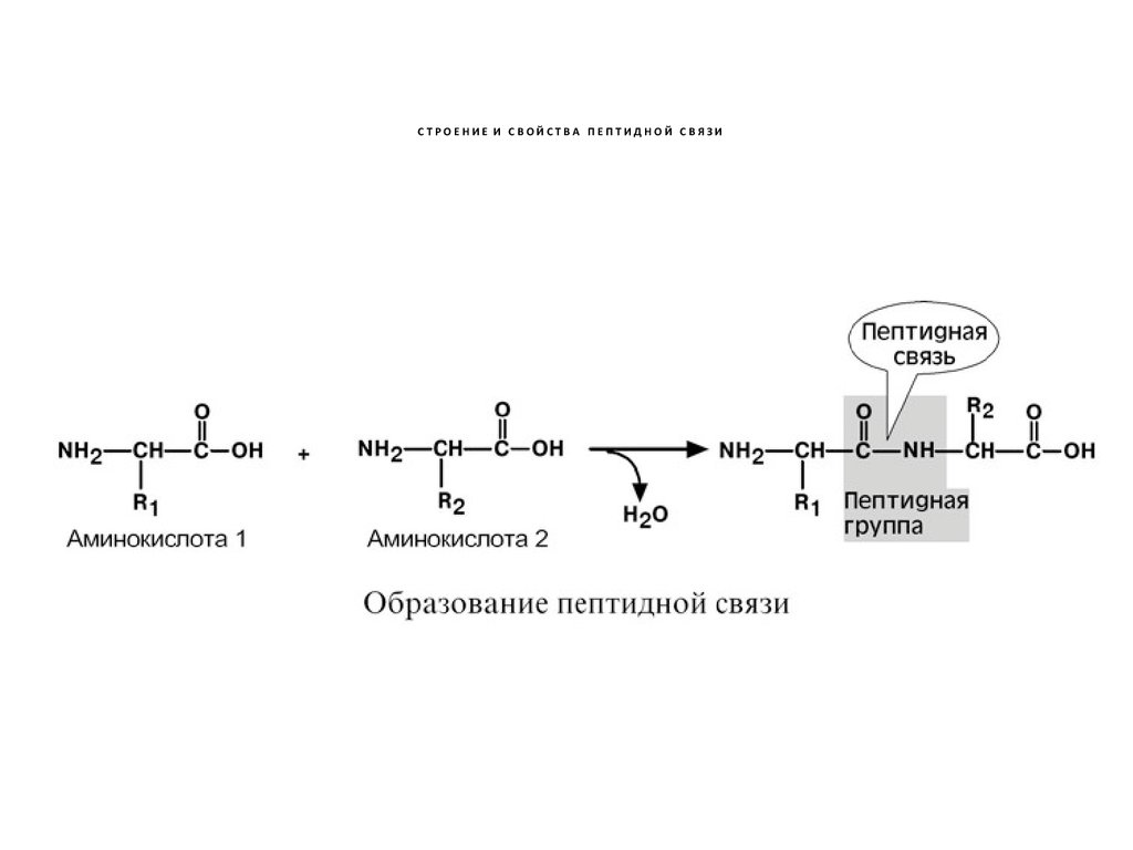 Пептидная группа атомов. Схема образования пептида. Образование пептидной связи между аминокислотами. Схема образования пептидной связи в молекуле белка. Реакция образования пептидной связи.