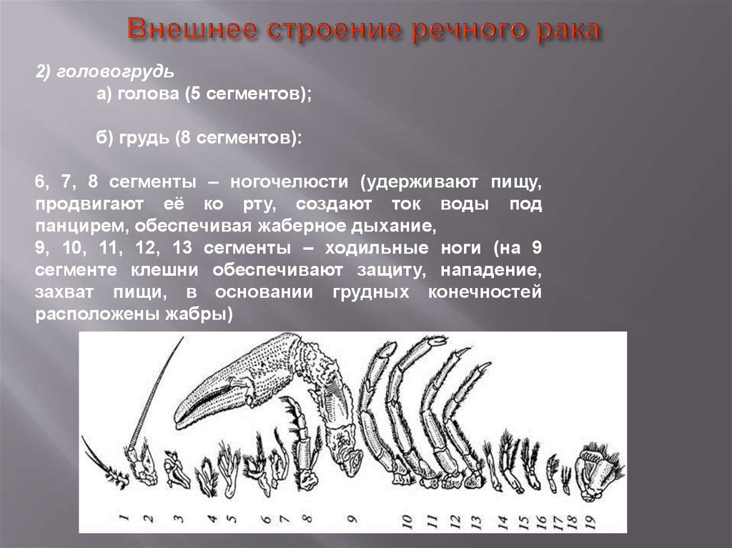 Внешнее строение речного рака. Ногочелюсти у ракообразных. Ракообразные внешнее строение сегменты. Конечности головы ракообразных. Ногочелюсти строение.