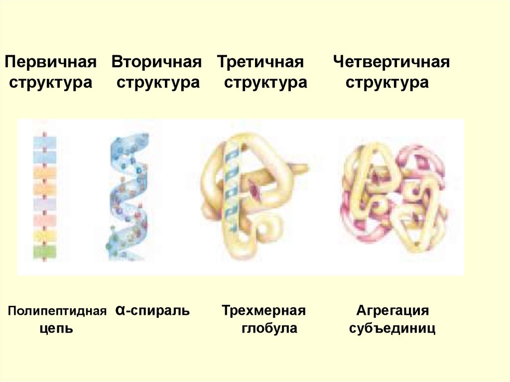 Структуры белка фото