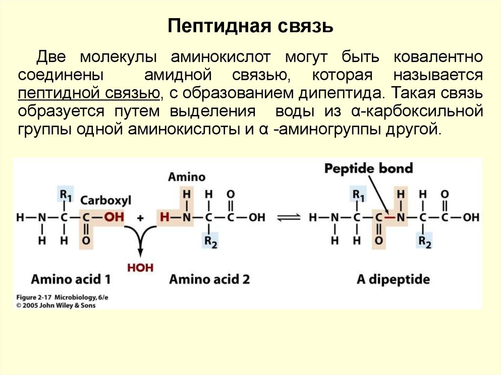 Образование пептидных связей структура белка