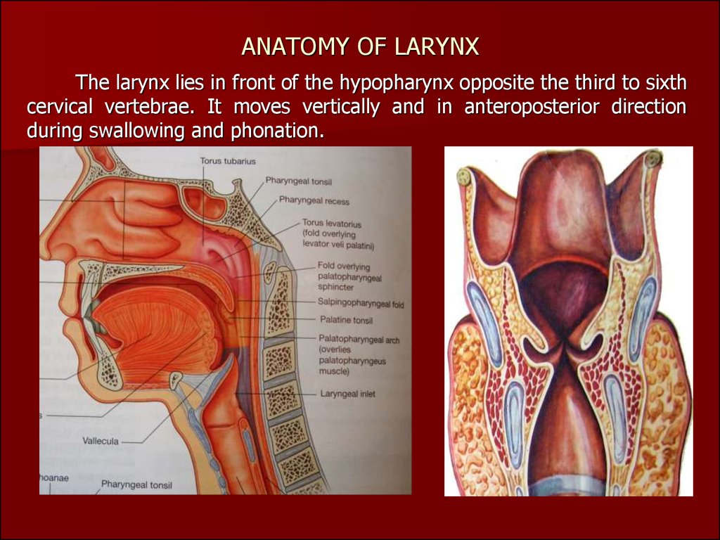 Clinical anatomy, physiology and methods of examination of the larynx