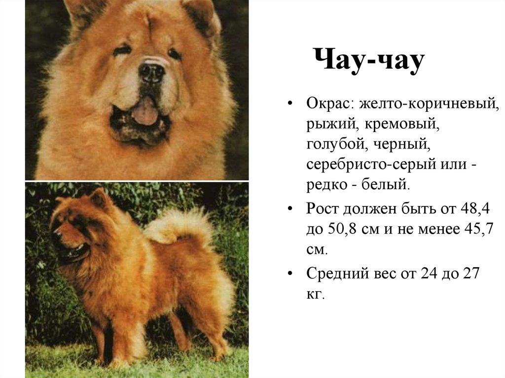Чао как переводится. Чау-чау собака размер и вес. Вес щенка чау чау в 2 месяца. Чау чау рост и вес. Чау-чау собака рост.