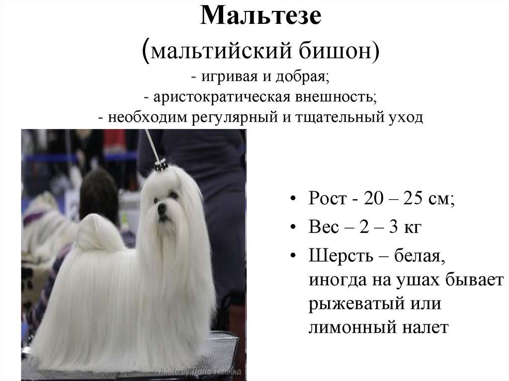 Мальтезе вес. Мальтийская болонка стандарт вес щенка по месяцам. Вес Болонки по месяцам. Вес мальтезе. Таблица веса щенка мальтийской Болонки.