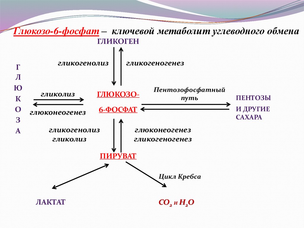 Как происходит обмен углеводов. Регуляция глюкозо-6-фосфата. Основные пути превращения глюкозо-6-фосфата. Схема пути метаболизма глюкозо-6-фосфат. Обмен углеводов схема биохимия.