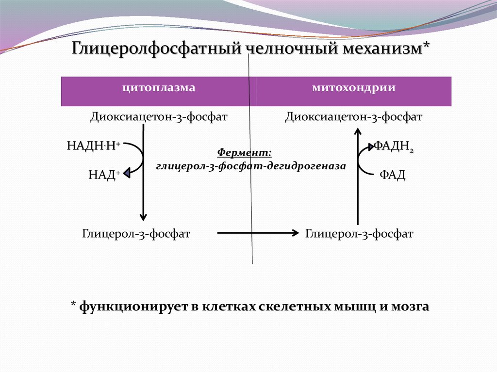 Схема глицерофосфатного челночного механизма