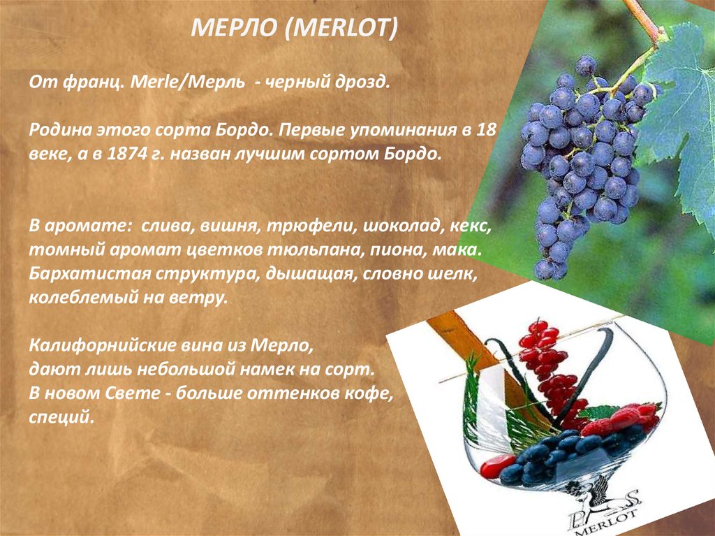 Виноградное вино сканворд. Мерло сорт винограда характеристика. Мерло сорта чёрного винограда. Сорт винограда Merlo. Мерло характеристики сорта.