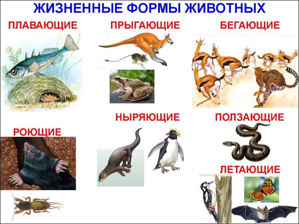 Задание 6 царство животных 1 составьте схему по следующему описанию