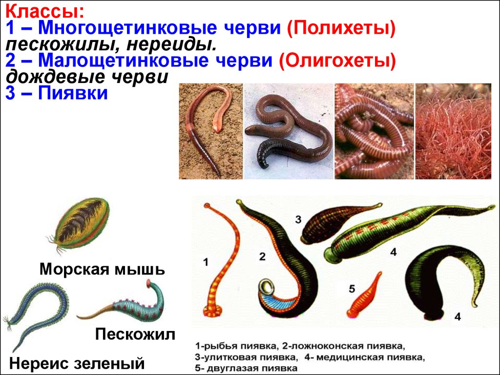 Кольчатые черви примеры животных названия. Малощетинковые кольчатые черви представители. Малощетинковые черви полихеты. Класс червей Малощетинковые.
