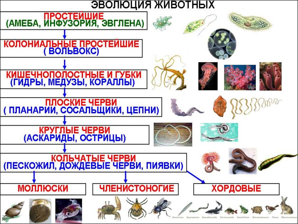 Усложнение червей. Простейшие Кишечнополостные черви моллюски Членистоногие таблица. Эволюция червей. Типы животных. Типы животных и представители.