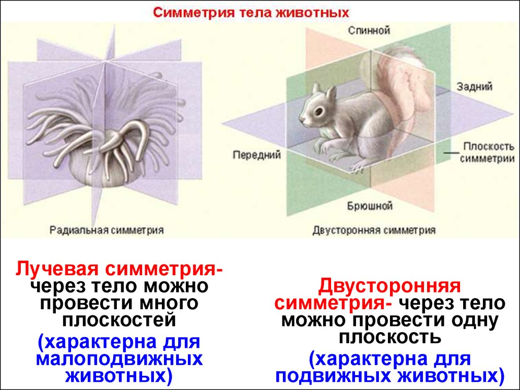 Типы симметрии животных 8 класс