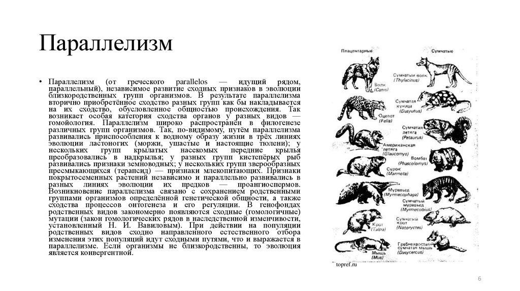 Сходство филогенеза и онтогенеза