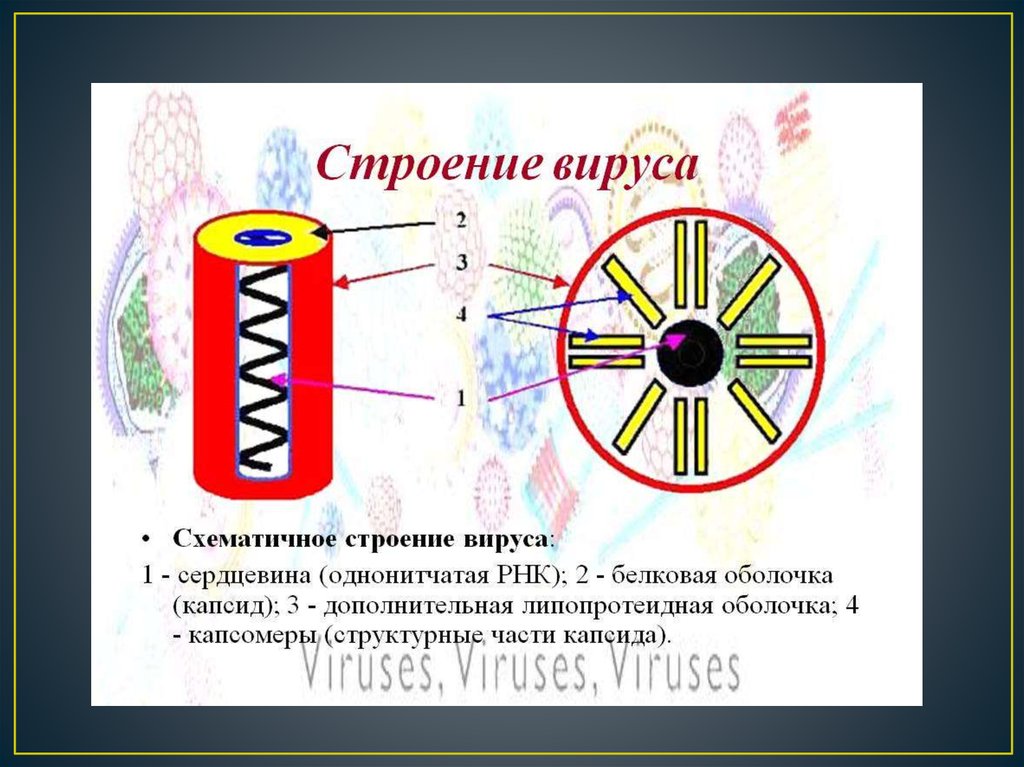 Виды вирусов презентация