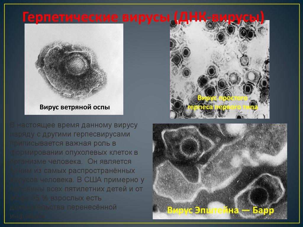 Виды вирусов презентация