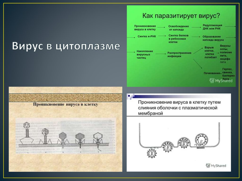 Вирус в цитоплазме