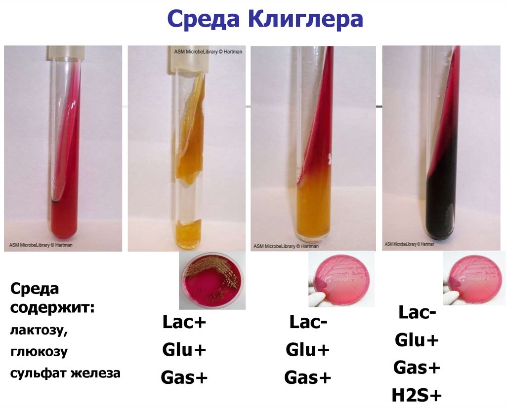 Биохимическая среда. Среда Олькеницкого микробиология. Среда Клиглера шигеллы. Среда Клиглера микробиология. Среда Клиглера сальмонеллы.