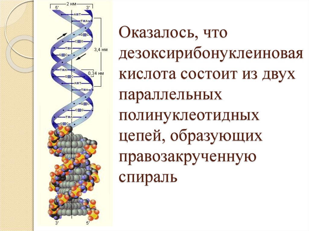 Цепь образована. Состоит из двух полинуклеотидных цепей. Правозакрученная спираль. Полинуклеотидные Цепочки в хромосоме. Спираль состоит из двух полинуклеотидных цепей.