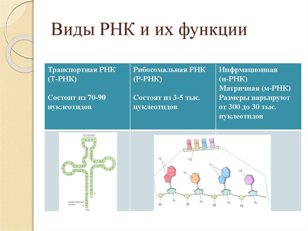 Рнк имеет форму. ТРНК ИРНК РРНК таблица. РНК –функции,структура,типы. Рибосомальная РНК структура. Место образования рибосомальной РНК.