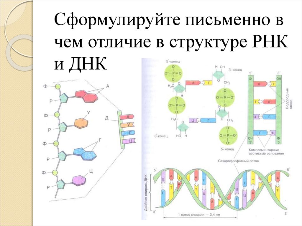 Химическое строение днк и рнк. Методы изучения ДНК. Структура клетки ДНК. Химический состав клетки ДНК И РНК. Различия в строении ДНК И РНК.