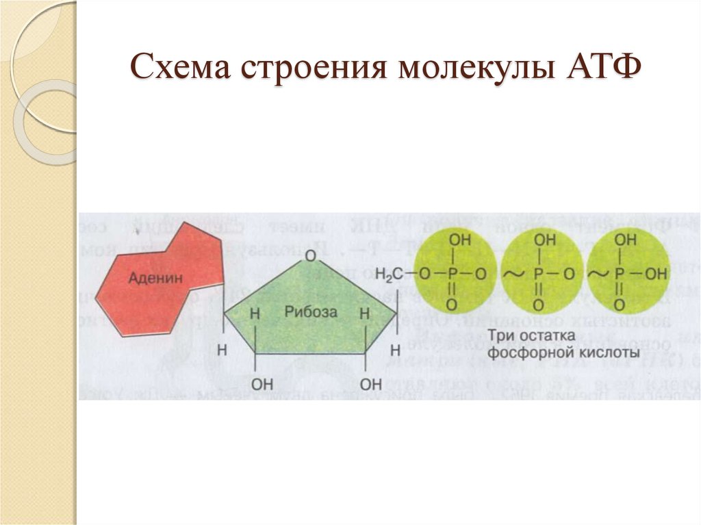 Части молекулы атф. Строение молекулы АТФ аденин. Схема молекулы АТФ И ее части. Структура молекулы АТФ. Структурные компоненты молекулы АТФ.