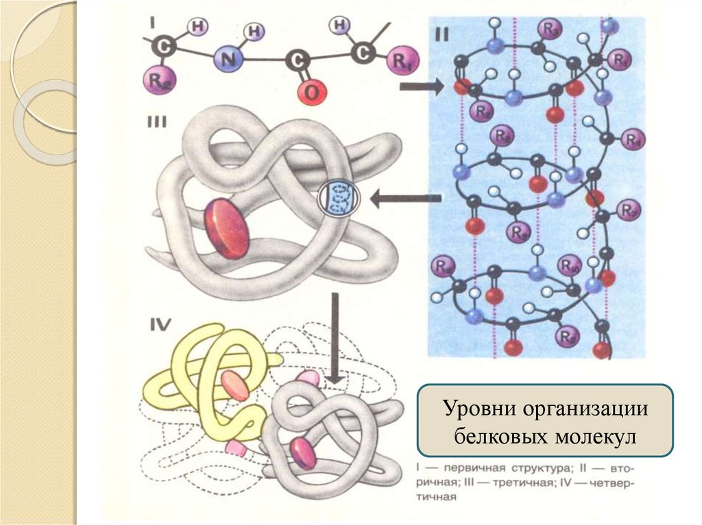 Молекулы белков построены