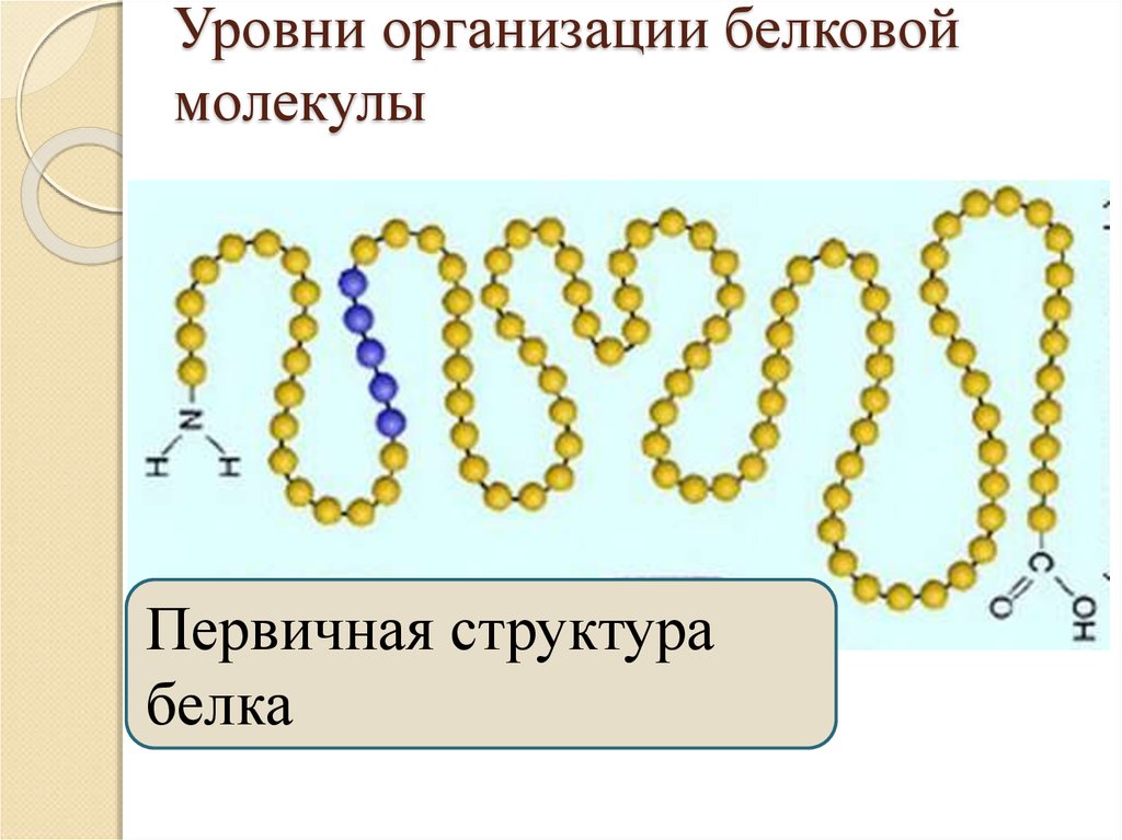 4 организации белка. Уровни организации белковой молекулы первичная. Первичный уровень структурной организации белковой молекулы. Уровни структурной организации белковой молекулы. Структурные уровни организации молекулы белка.